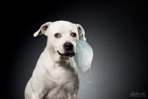 Hund Ohne Maske Shooting Bonn Sankt Augustin