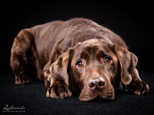 Hund Shooting Ben 4zu3 1100px 2329