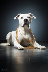 Hund Shooting Fotos Mit Goldener Kette
