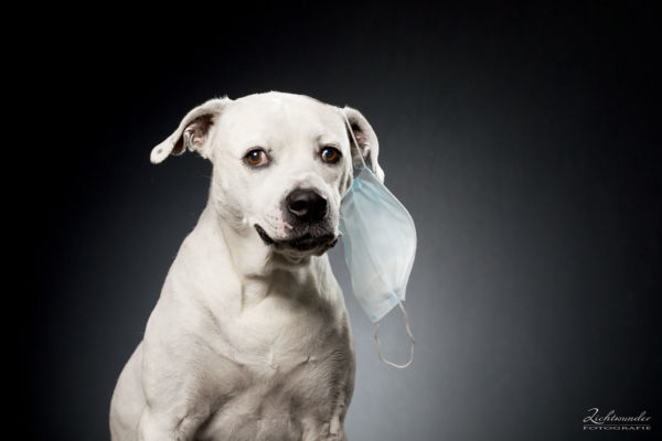 Hund Ohne Maske Shooting Bonn Sankt Augustin