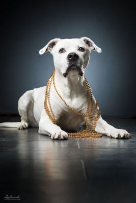 Hund Shooting Hund Shooting Fotos Mit Goldener Kette