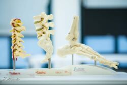 Praxis Einrichtung Medizin und Praxisfotos, Skelettmodell
